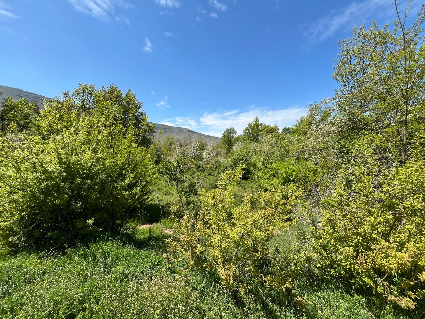 KAYSERİ DEVELİ ZİLE MAHALLESİ BÜYÜKGÖLLER MEVKİNDE SATILIK BAHÇE